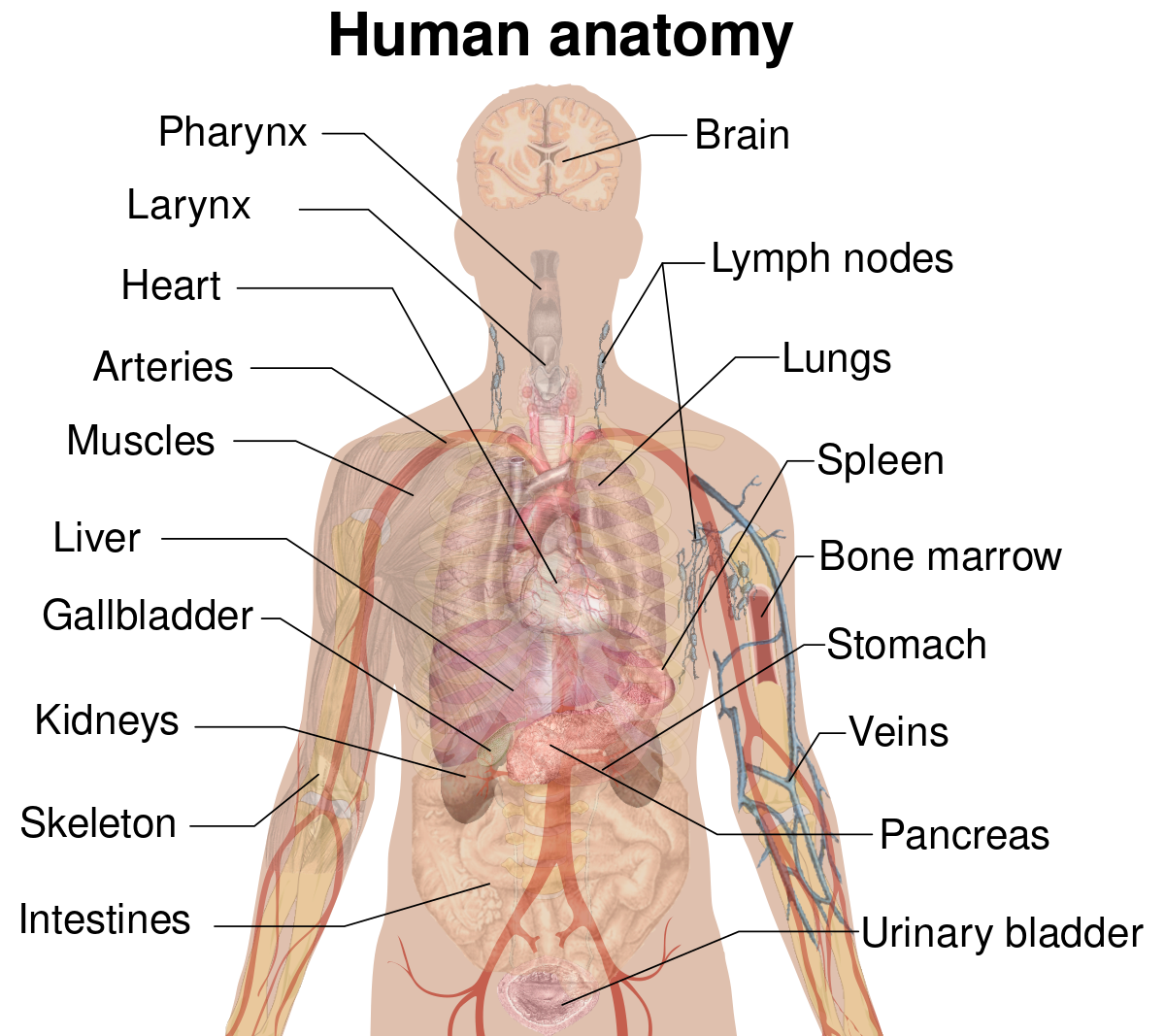 Internal Organs Svg