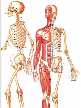 أعضاء جسم الإنسان الباطنية  كنج كونج