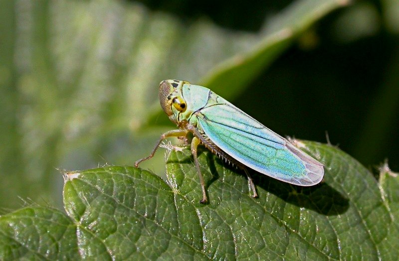  حشرة الزيز Cicadella_viridis_web