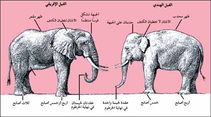 عالم الحيوان Page 2 منتدى الزاهد