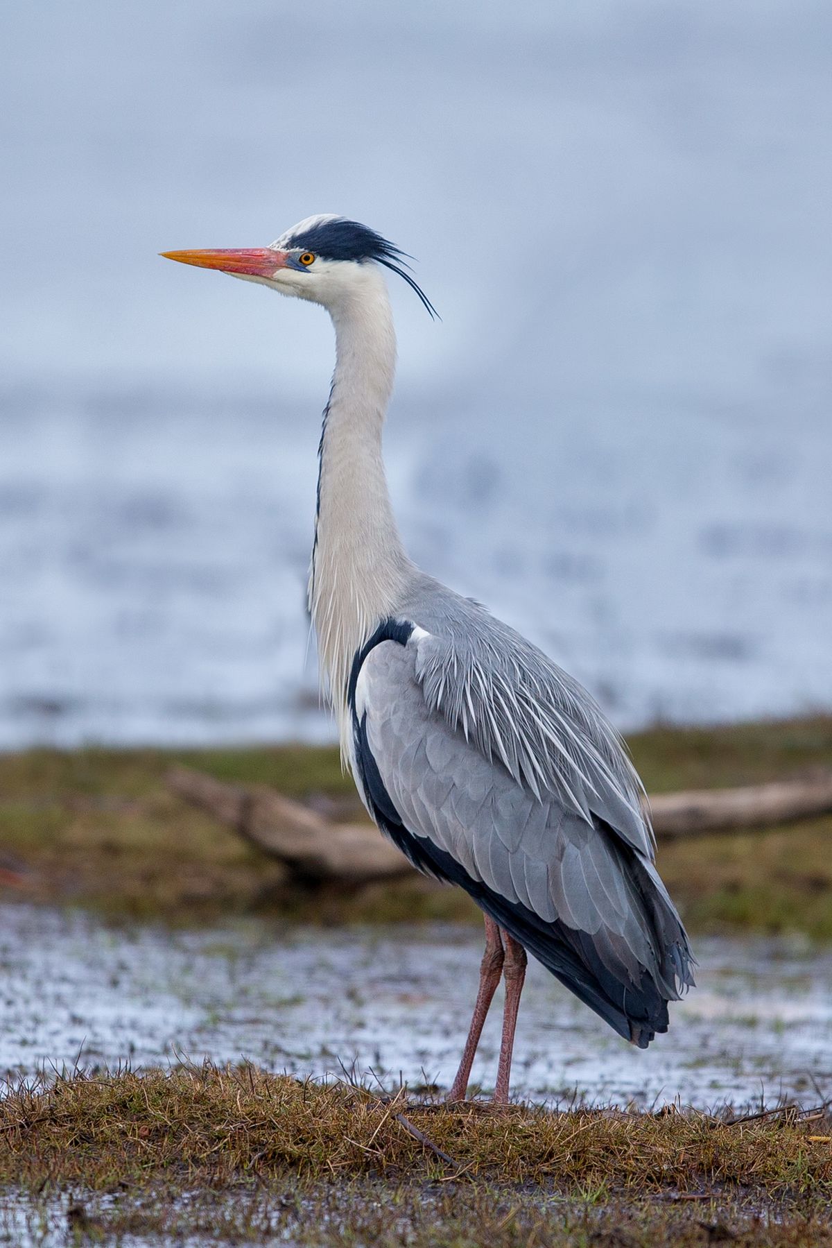    1200px Graureiher Grey Heron 