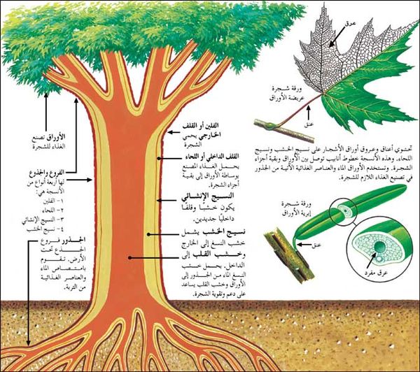 ( ما فائدة اسبوع الشجرة )