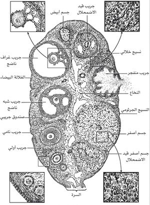 المبيض المعرفة