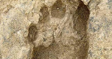 قدم بشرية عمرها 1.53 مليون سنة