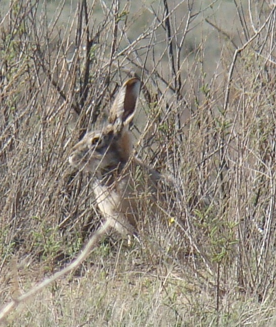 ملف:Lepus tolai; Baikonur 01.jpg - المعرفة