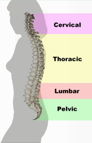 Spinal column curvature.png