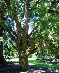Cork tree.jpg