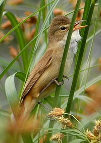 Australianreedwarbler.jpg