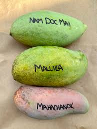 Mahachanok mango.png
