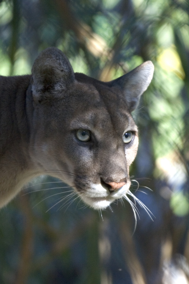 Bounding, Rebounding: Panthers Make A Comeback : NPR