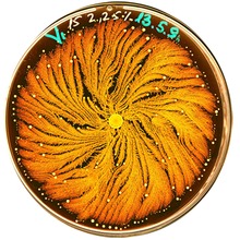 Paenibacillus fig 1.JPG