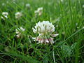 Closeup of a white clover