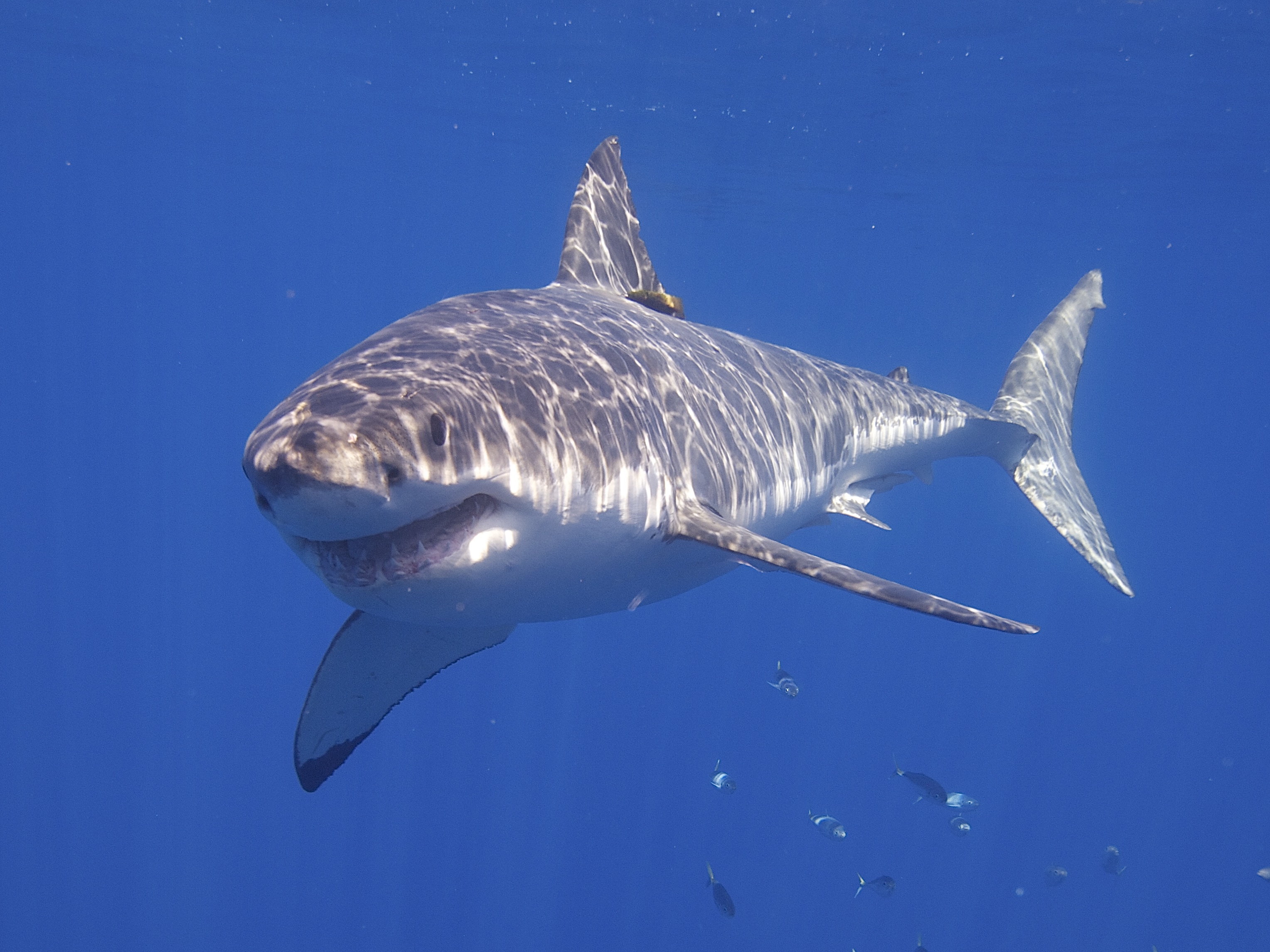 Great White Shark (14730719119).jpg