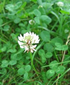 Trifolium-repens.jpg