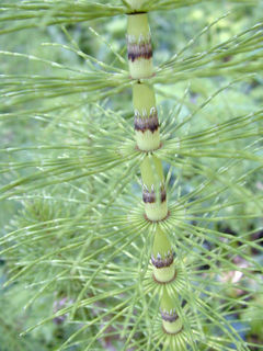 Equisetum arvense stem.jpg