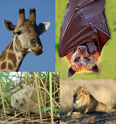 تتميز الثدييات المشيمية عن باقي انواع الثديات الاخرى