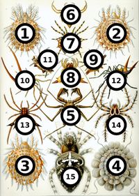 Haeckel Arachnida big spots.jpg