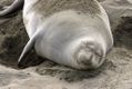 Northern Elephant seal in California