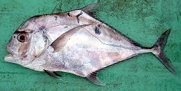 African pompano Solomons 2.jpg