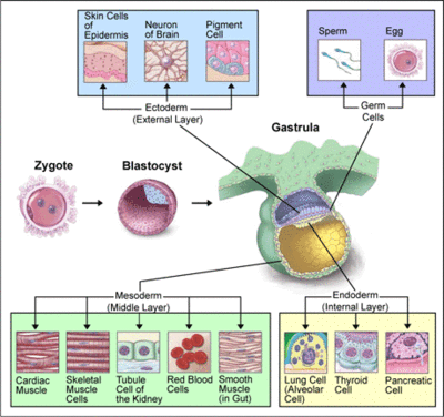 ملف:Cell differentiation.gif
