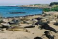 Molting elephant seals, Año Nuevo State Park, California