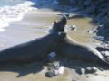 Males fighting, Point Reyes, CA, US