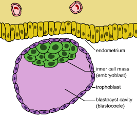 Blastocyst.png