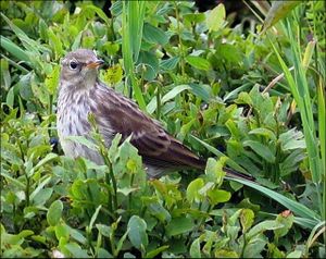 Anthus spinoletta.jpg