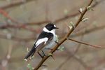 Collared flycatcher (Ficedula albicollis).jpg