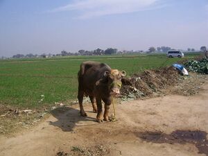 Farms in Gujrat, Pakistan.jpg