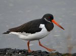 Haematopus ostralegus (non-breeding plumage).jpg