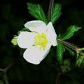 Drymocallis e.g. Rock Cinquefoil (D. rupestris)