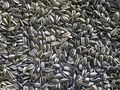 Sunflower seeds.