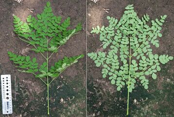 Upper and lower side of the tripinnate leaf of Moringa oleifera