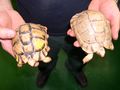 Characteristic specimens of the Libyan tortoise (left) and Egyptian tortoise (right), dorsal view