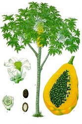 Carica papaya L. (whole plant, fruits)