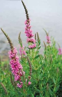 Purple loosestrife.jpg