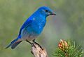 Mountain Bluebird.jpg