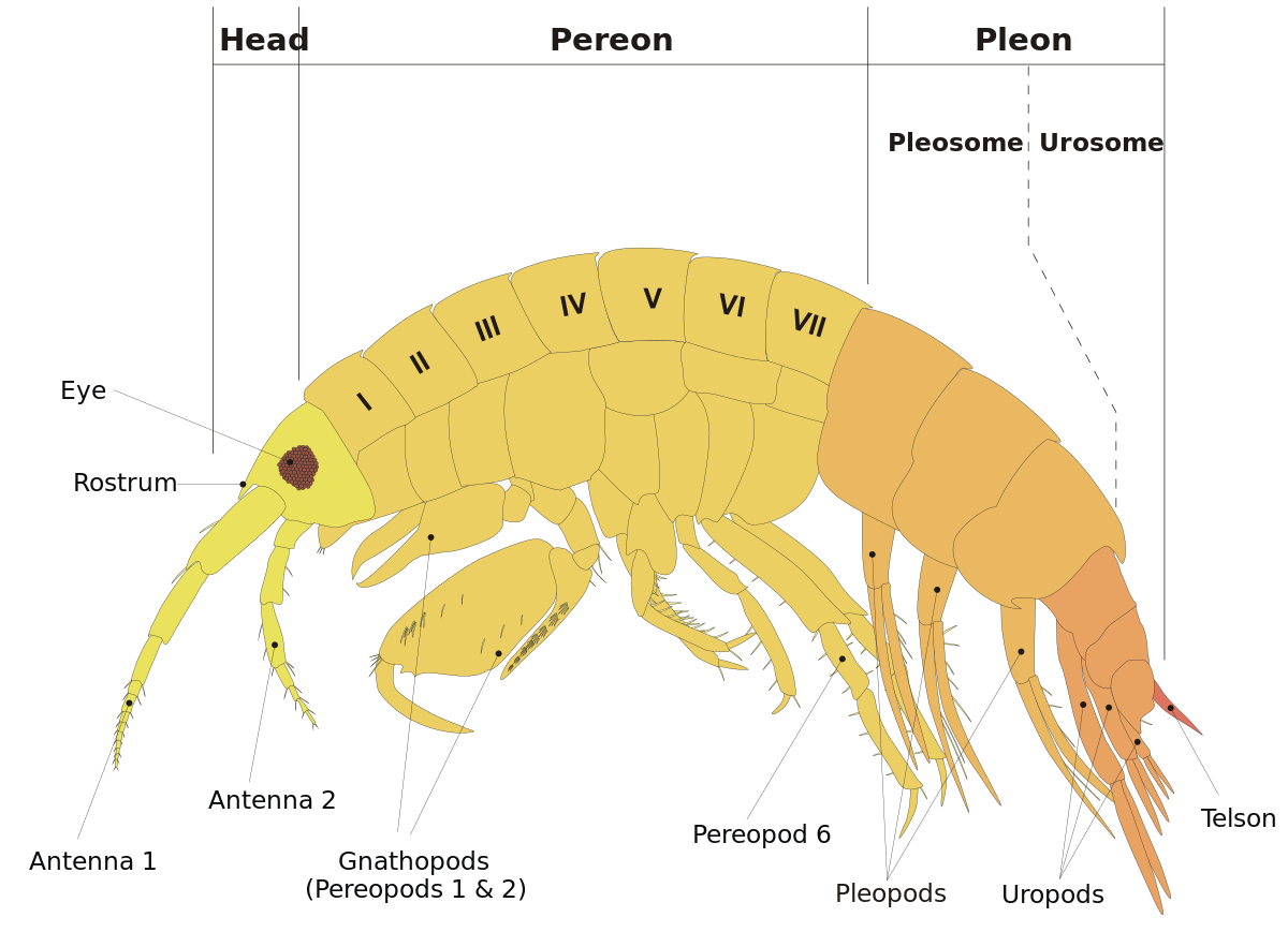 scheme-amphipod-anatomy-en-svg