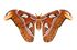 Attacus atlas qtl1 whitened background.jpg