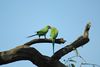 Rose ringed parakeet.JPG