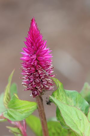 Celosia spicata.jpg