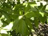 Ficus racemosa foliage.jpg