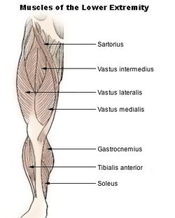 Illu lower extremity muscles.jpg