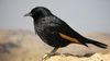 Tristram's starling 3.jpg