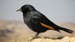 Tristram's starling 3.jpg