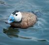 Whiteheadduck.jpg