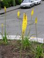 Yellow Kniphofia