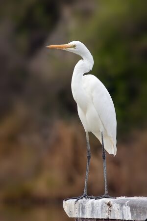 Ardea modesta.jpg