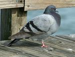 Rock Dove RWD2.jpg